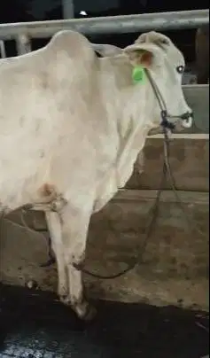 sapi jantan 200kiloanUP 1 tahunan jawaan PO siap potong ternak piara