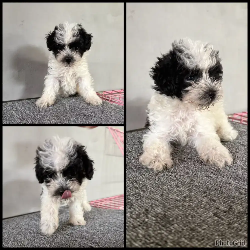 Anak Anjing Poodle Party Betina