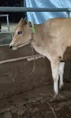sapi jantan 1 tahunan 200kiloanUP siap potong nazar hajatan sedekahan