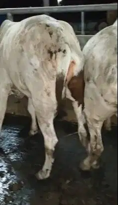 sapi jantan 1 tahunan 200kiloanUP siap potong nazar hajatan sedekahan
