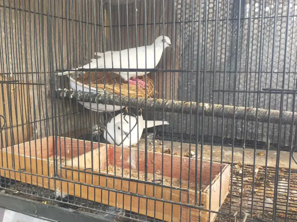 Tekukur warna putih sepasang