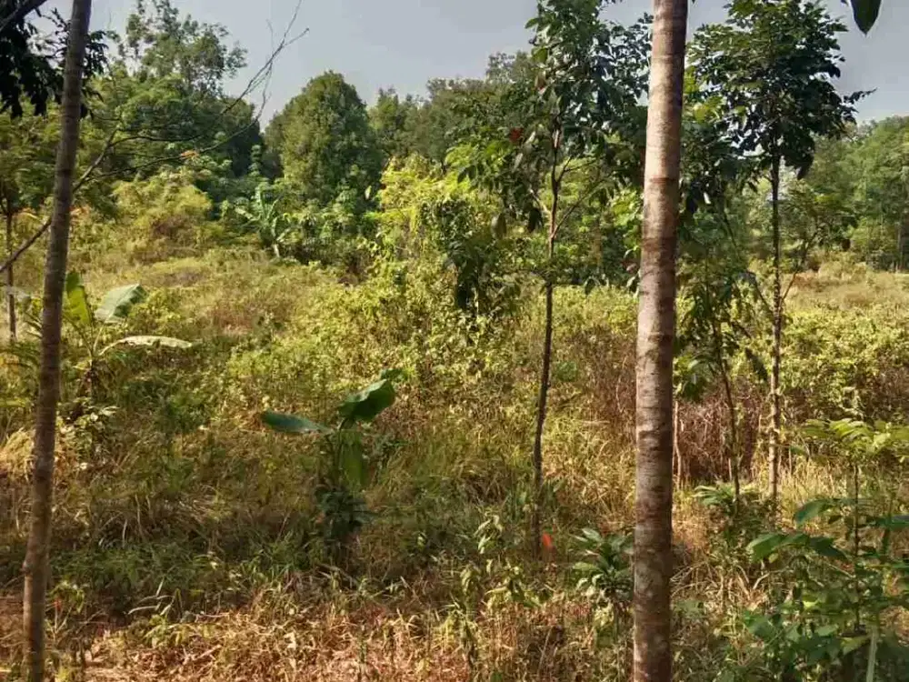 di jual lahan kebun SHM akses mobil di cimaja cikakak sukabumi