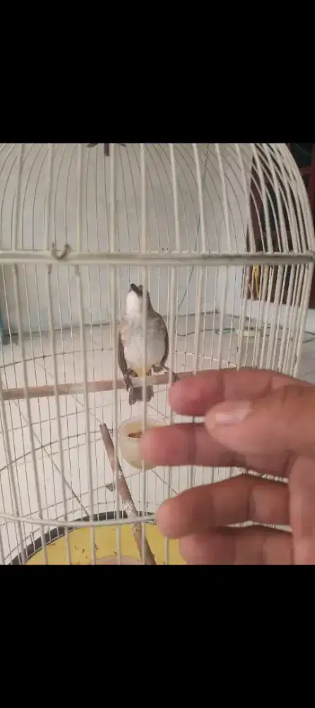Dijual burung curucuk fullset gacor