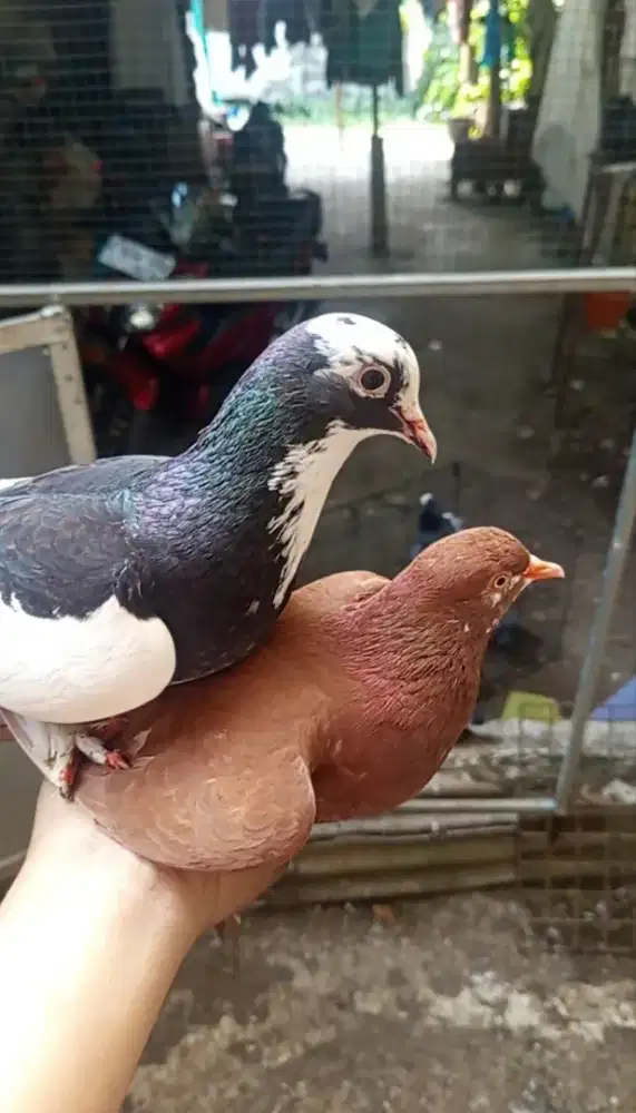 Dua pasang merpati jembros