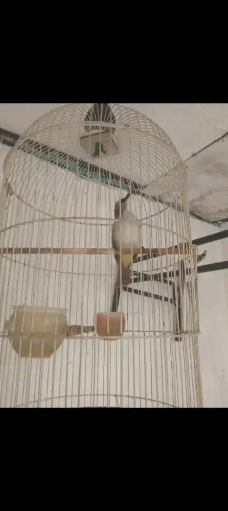 Dijual burung trucuk gacor fullset