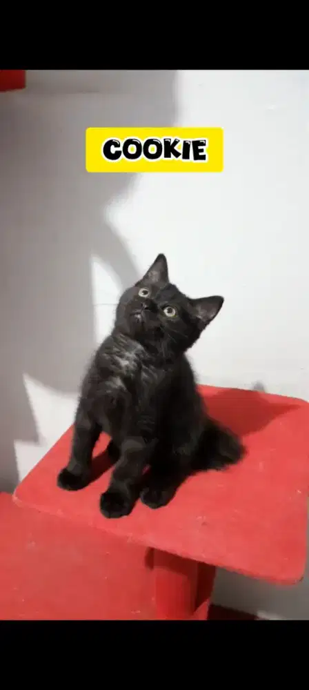 Anak kucing bsh mix persian