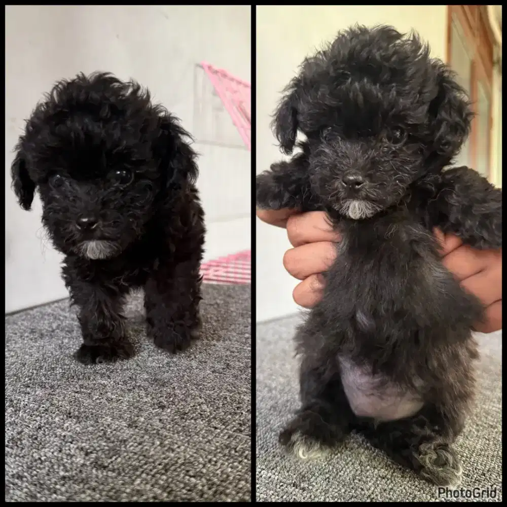 Anak Anjing Poodle Betina
