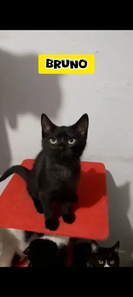 Anak kucing bsh mix persian