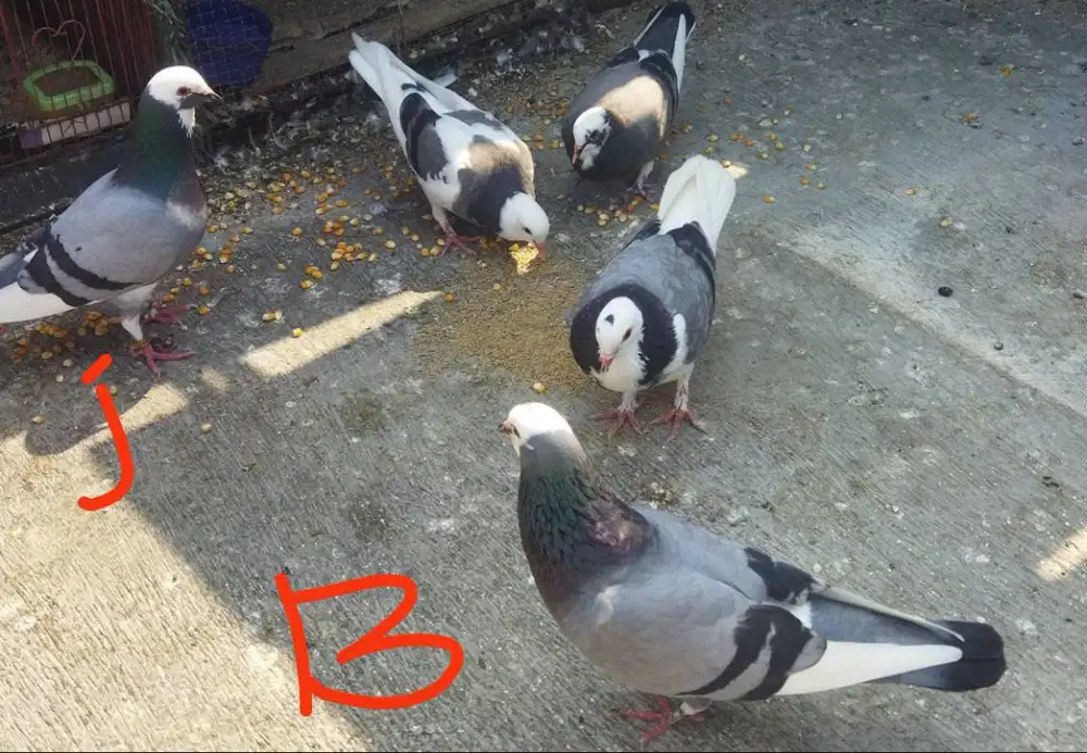 Burung dara sepasang
