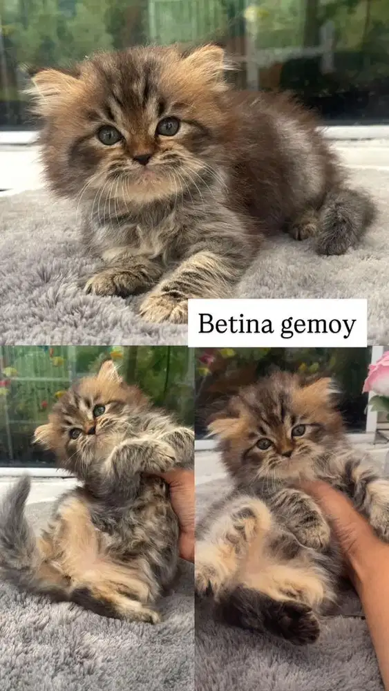 Betina cantik mix mainecoon