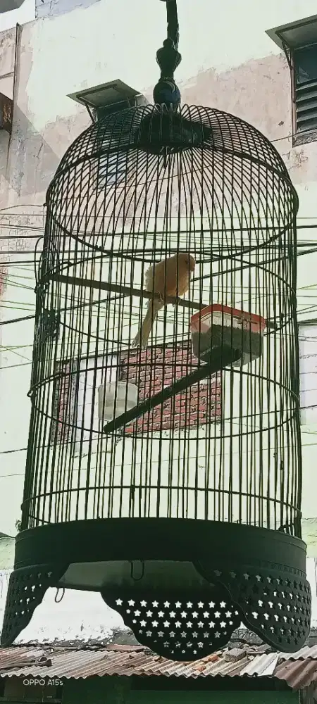 Burung kenari Gacorrr warna Sankis + sangkar