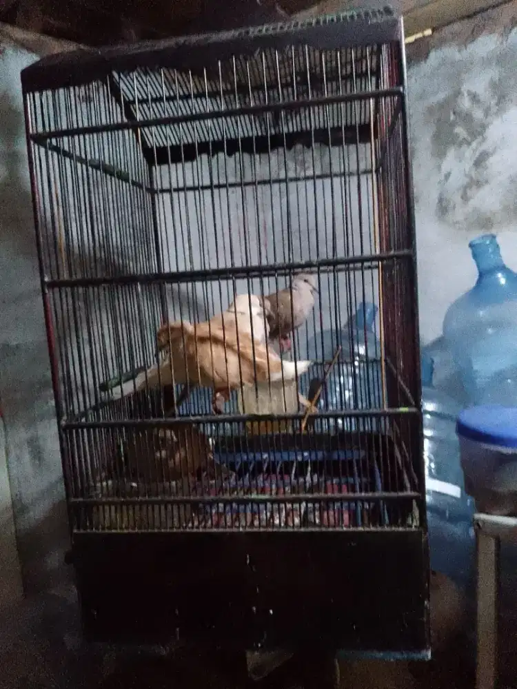 Di jual Burung puter dewasa 3