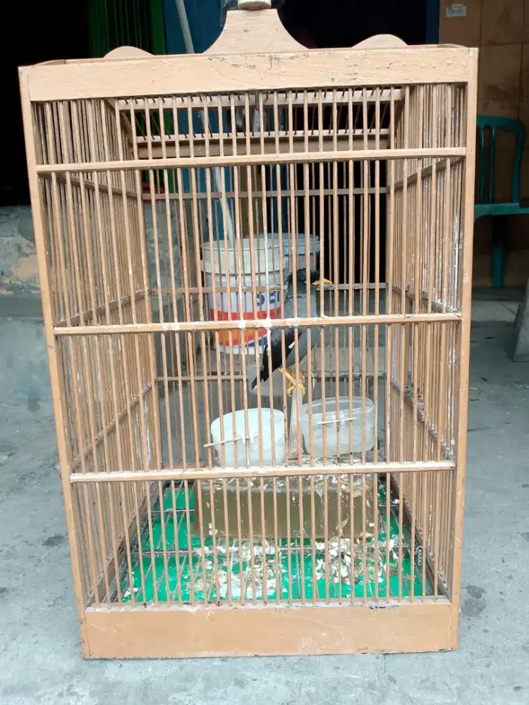 Di jual jalak kebo +kandang