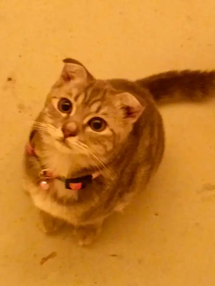 Scottish Fold Idaman