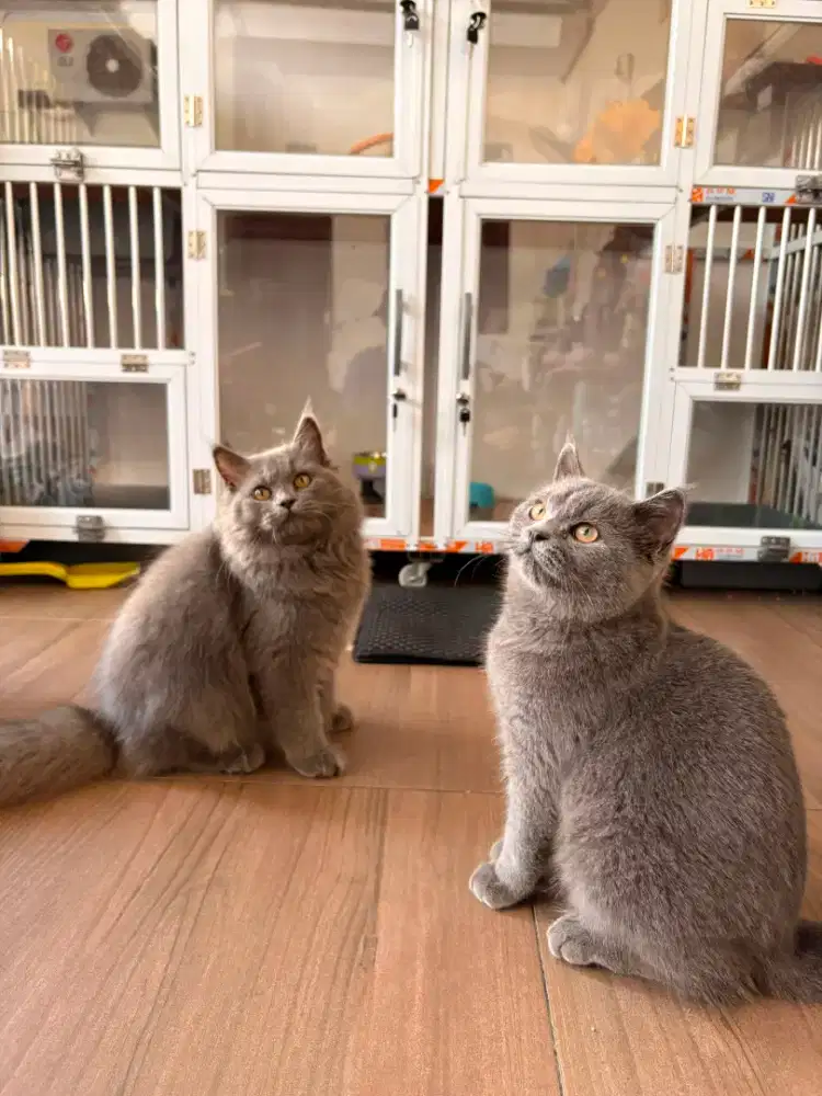 Kucing kitten british shorthair & longhair bsh blh
