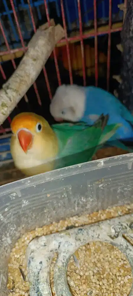 Sepasang lb biola blue n biola PB siapan