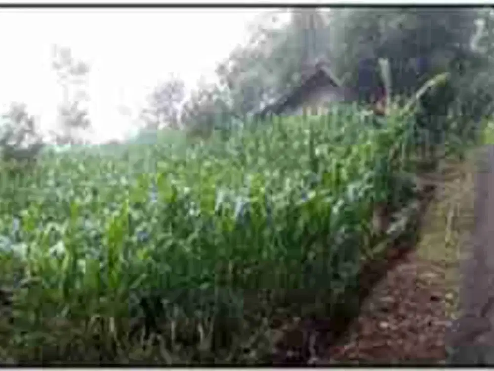 tanah perkebunan Majalengka