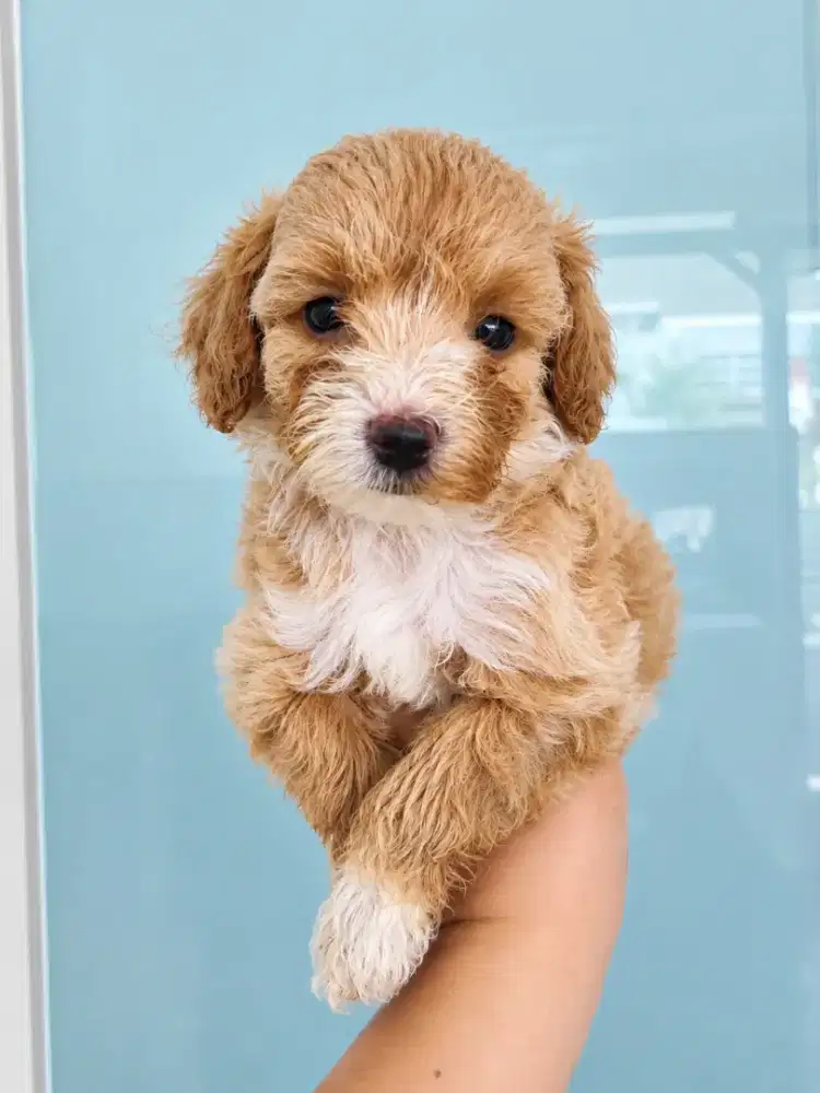 Jual toy Poodle betina