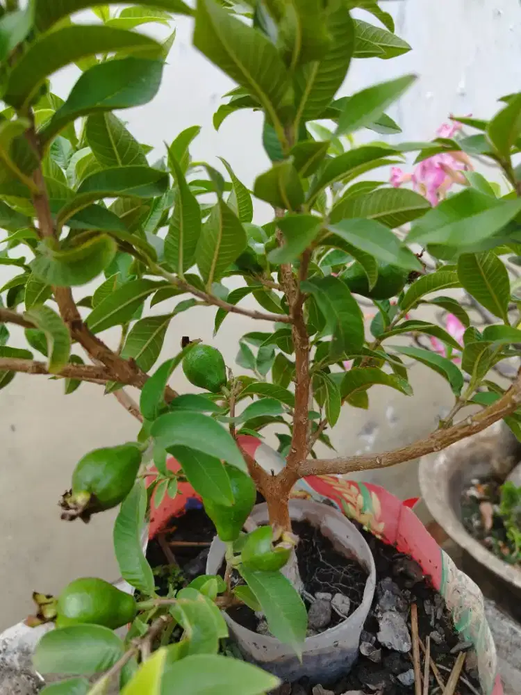 Bonsai Jambu Krikil Sudah Berbuah