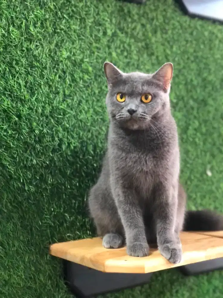 British shorthair Betina