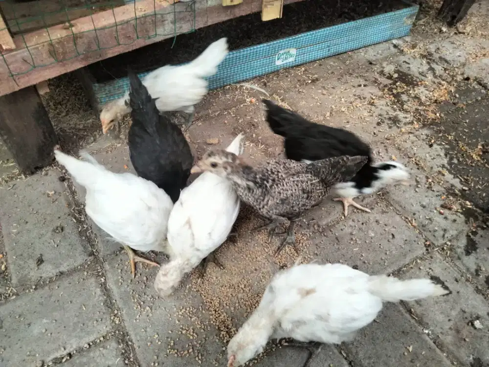 Anakan ayam kampung x ketawa