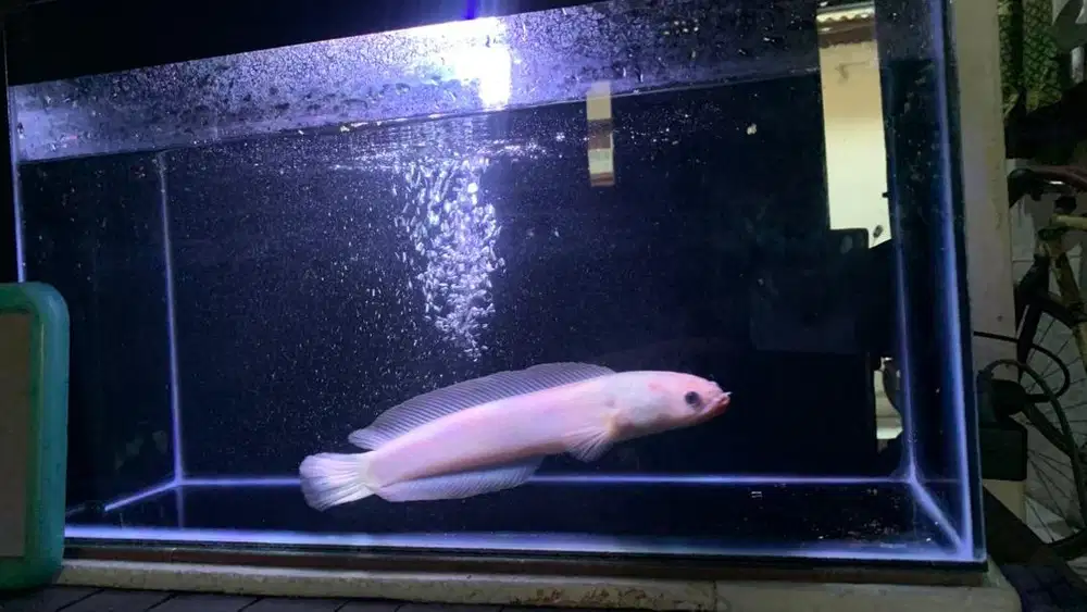 Channa Asiatica Leucistic