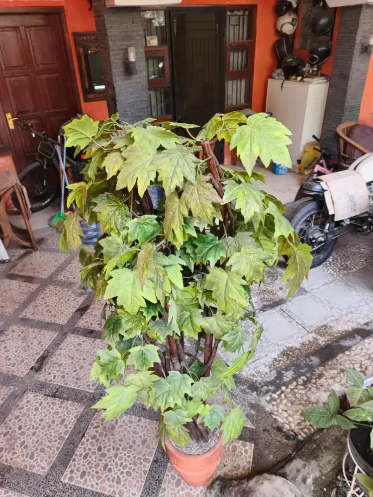 Tanaman Hias ruangan