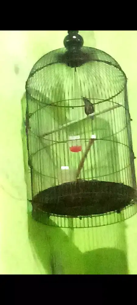 King konin + kandang