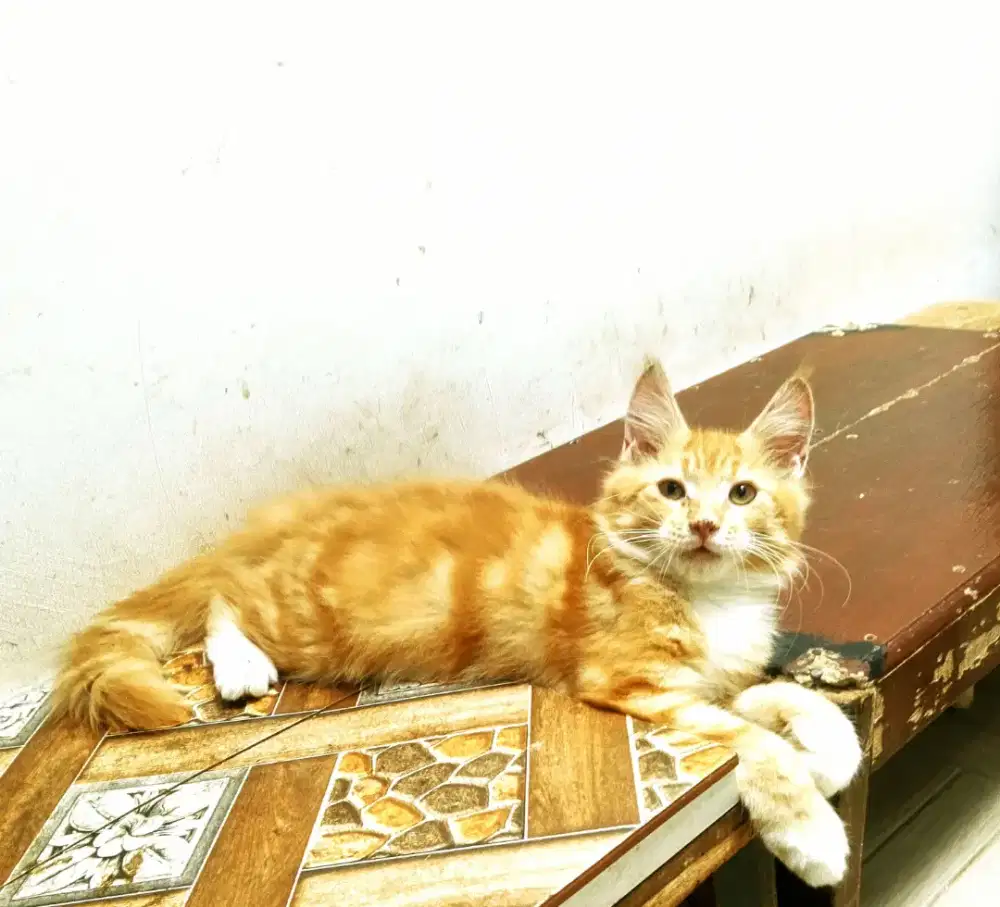 Kitten MaineCoon Jantan Pure No mix. Induk ped Cfa Maine Coon