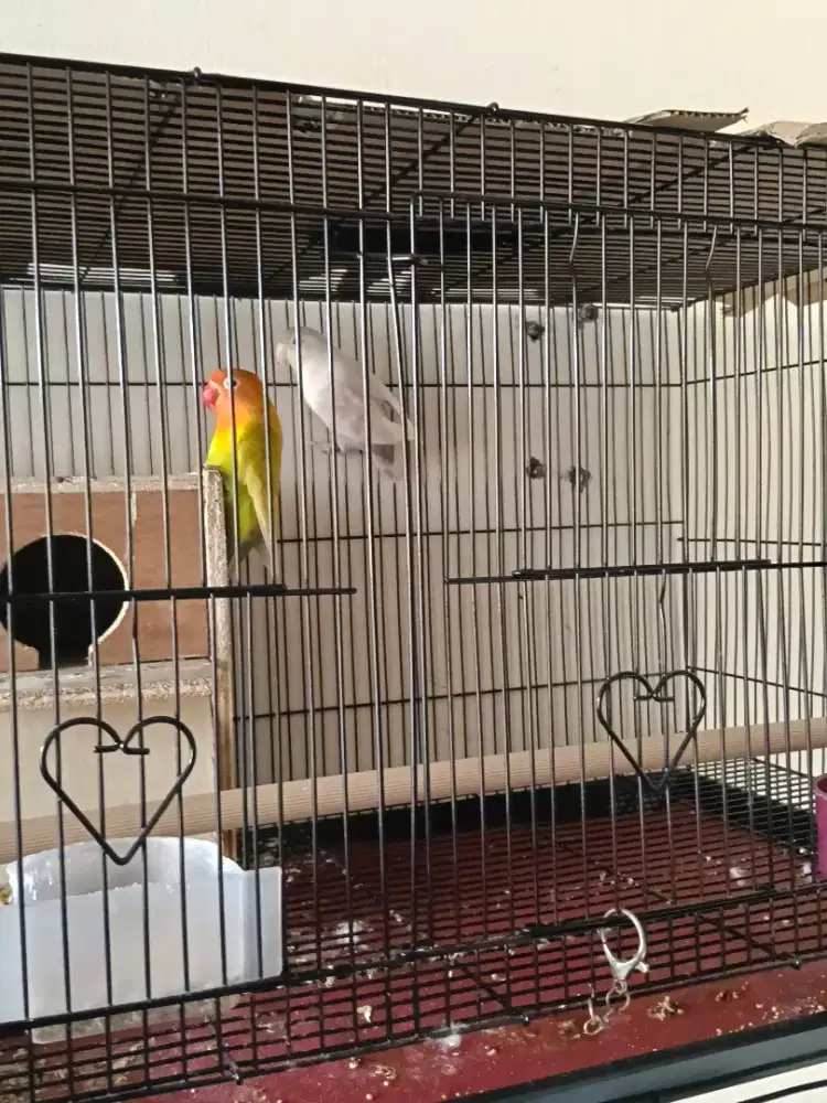 Burung Lovebird 1pasang