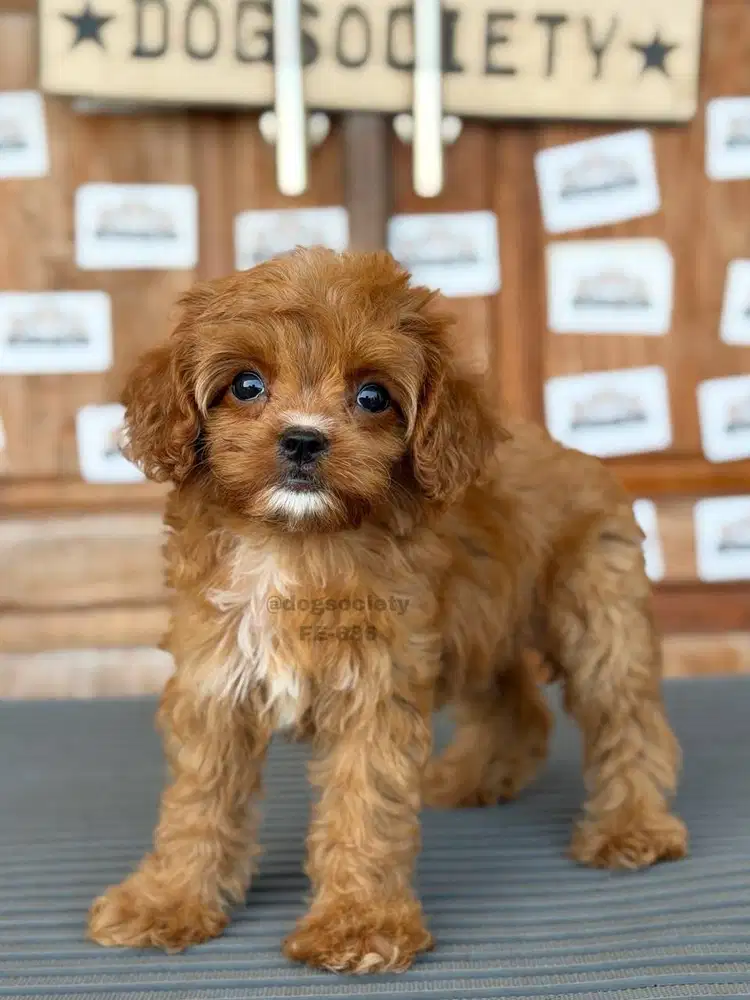Puppy Cavapoo Lucu Sehat dan Aktif