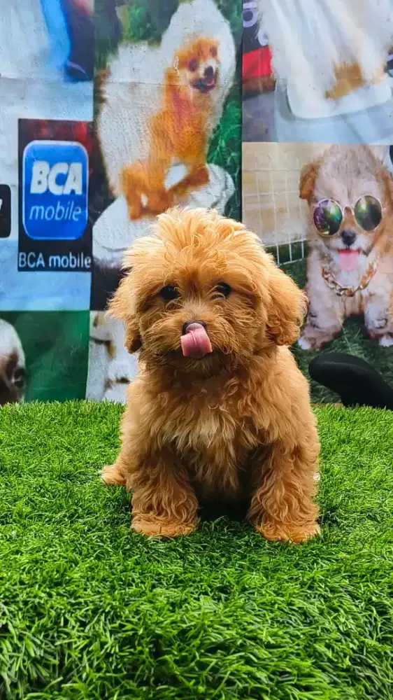 Poodle umur 3bln