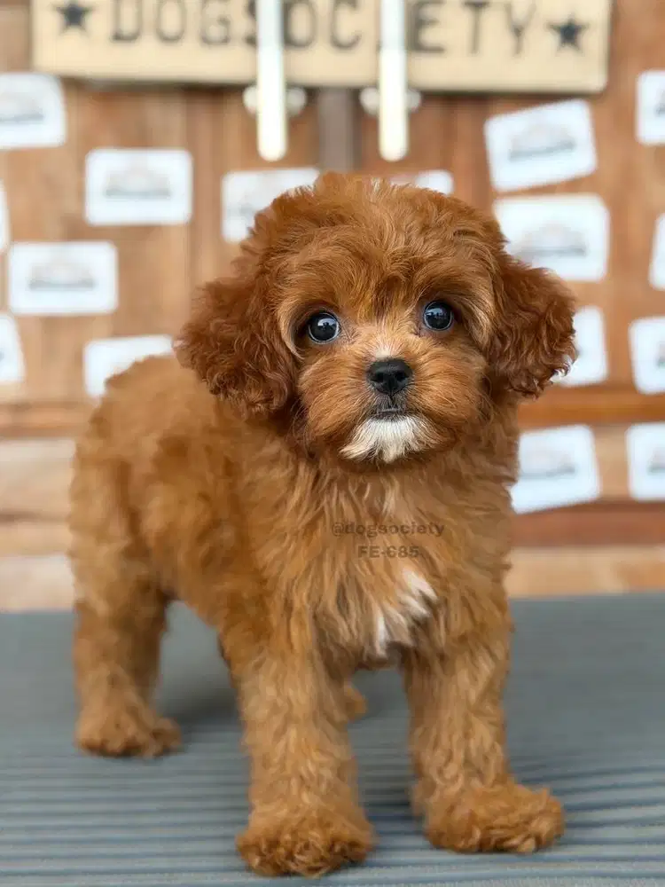 Cavapoo Puppy Cocok untuk Keluarga