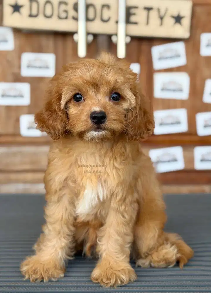Cavapoo Puppy Friendly dan Menggemaskan