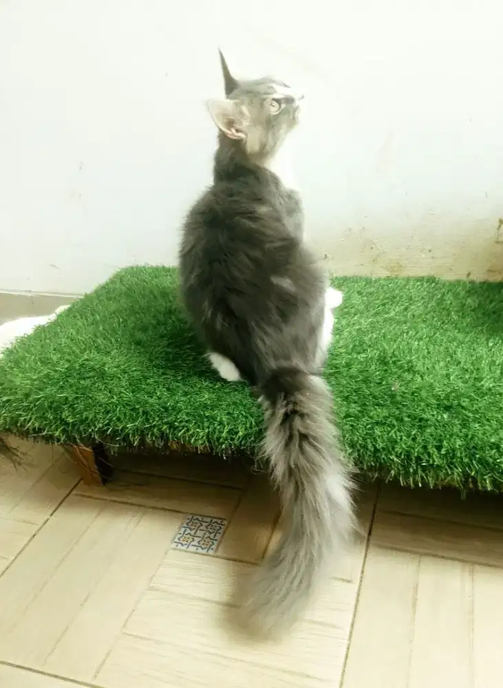 Kitten MaineCoon Jantan Pure No mix. Induk ped Cfa Maine Coon