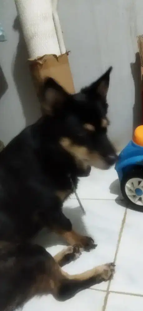 Open adopt anjing jantan mix