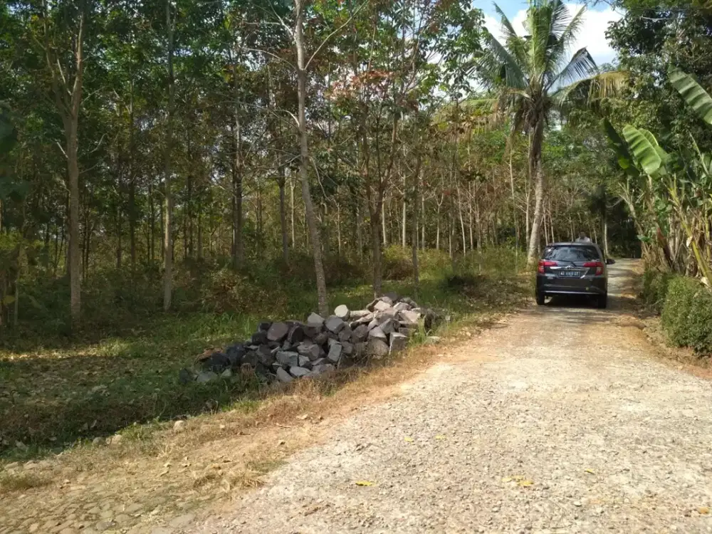 Tanah dijual di Mojogedang hook 2 muka akses jalan cor saat ini ditanami karet