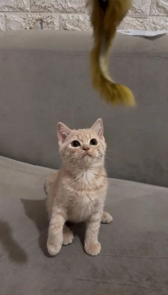 British Shorthair BSH Kitten cream