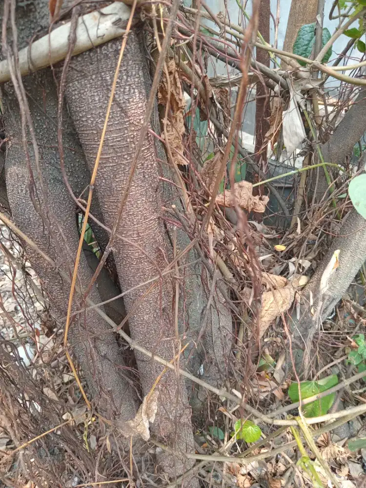 Pohon bahan BONSAI Beringin
