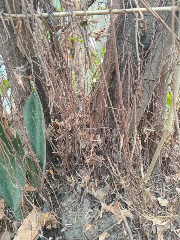 Bahan pohon Bonsai Beringin, tinggi 6 meteran