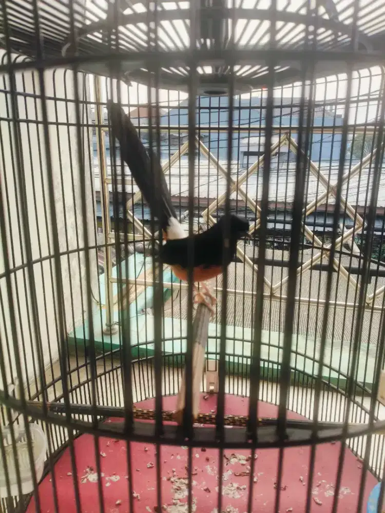Burung murai batu Nias/ekor hitam fullset