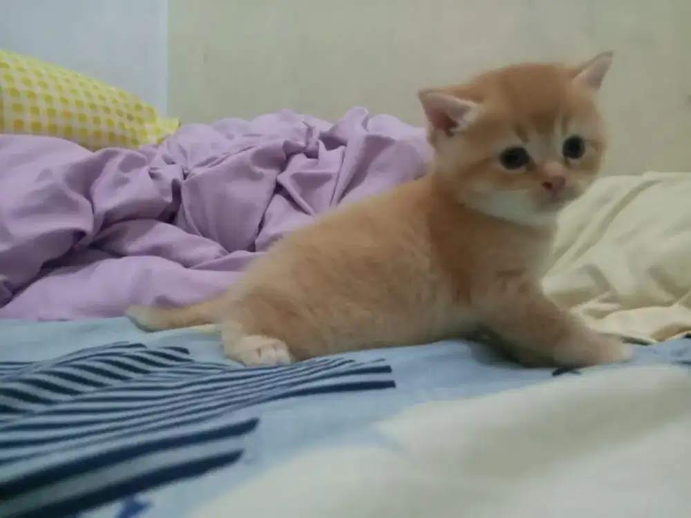 Open adopt kitten BSH