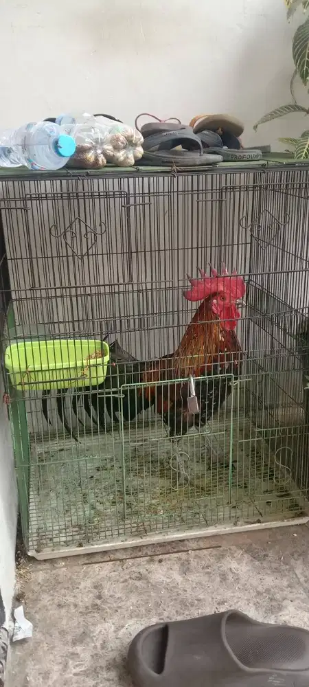 Ayam ketawa fullset