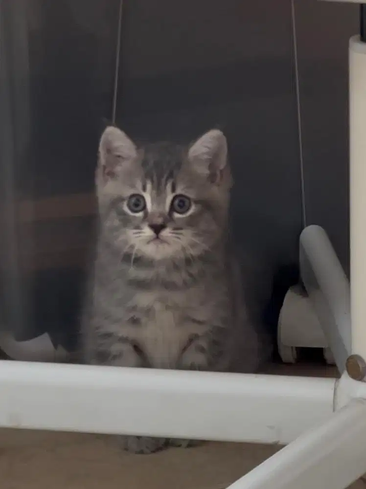 Kitten BSH x Munchkin