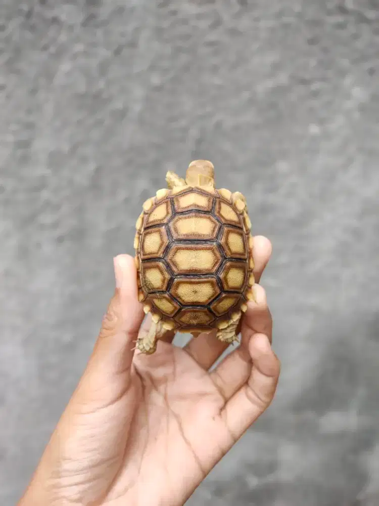 sulcata dotless cerah 6-6,5cm - mulus no minus