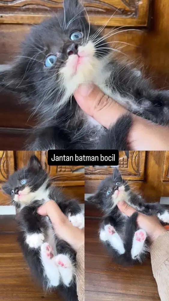 Kitten jantan tuxedo hitam putih