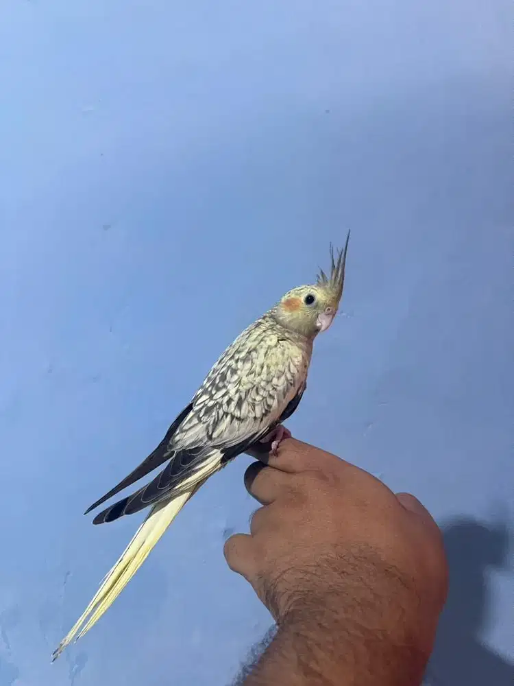 Falk cockatiel parkit australia Jinak total