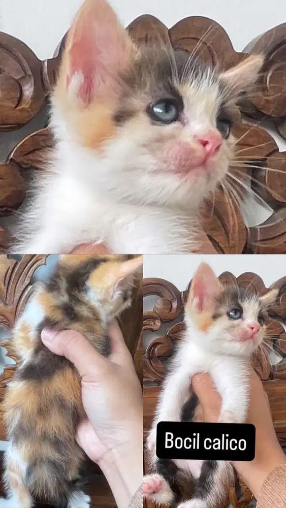 Kitten calico betina