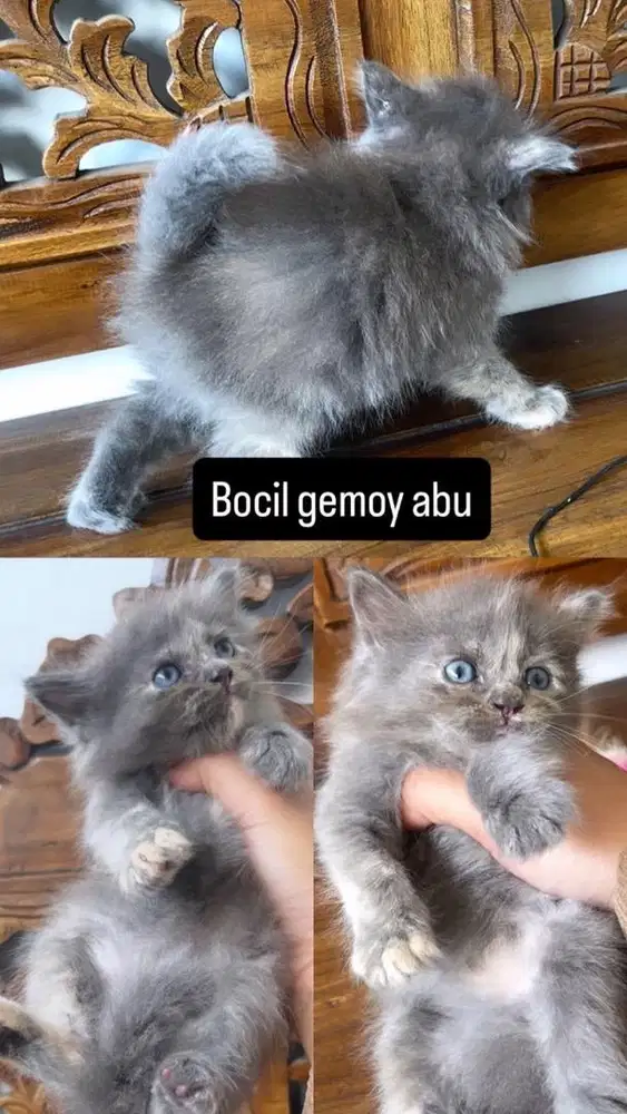 Kitten jantan abu