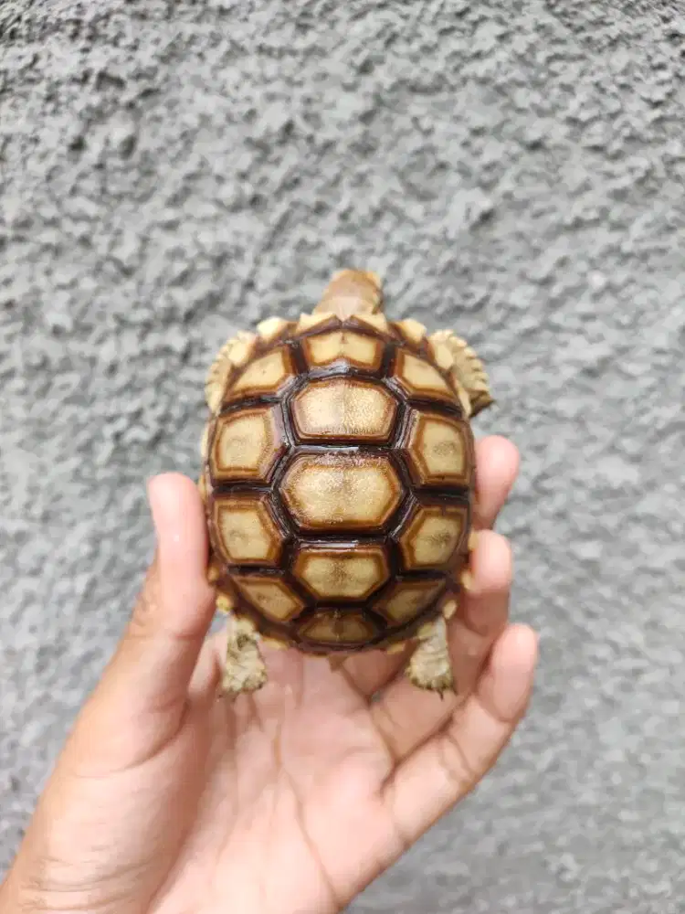 kura darat Sulcata 6,5-6,8cm mulus no minus